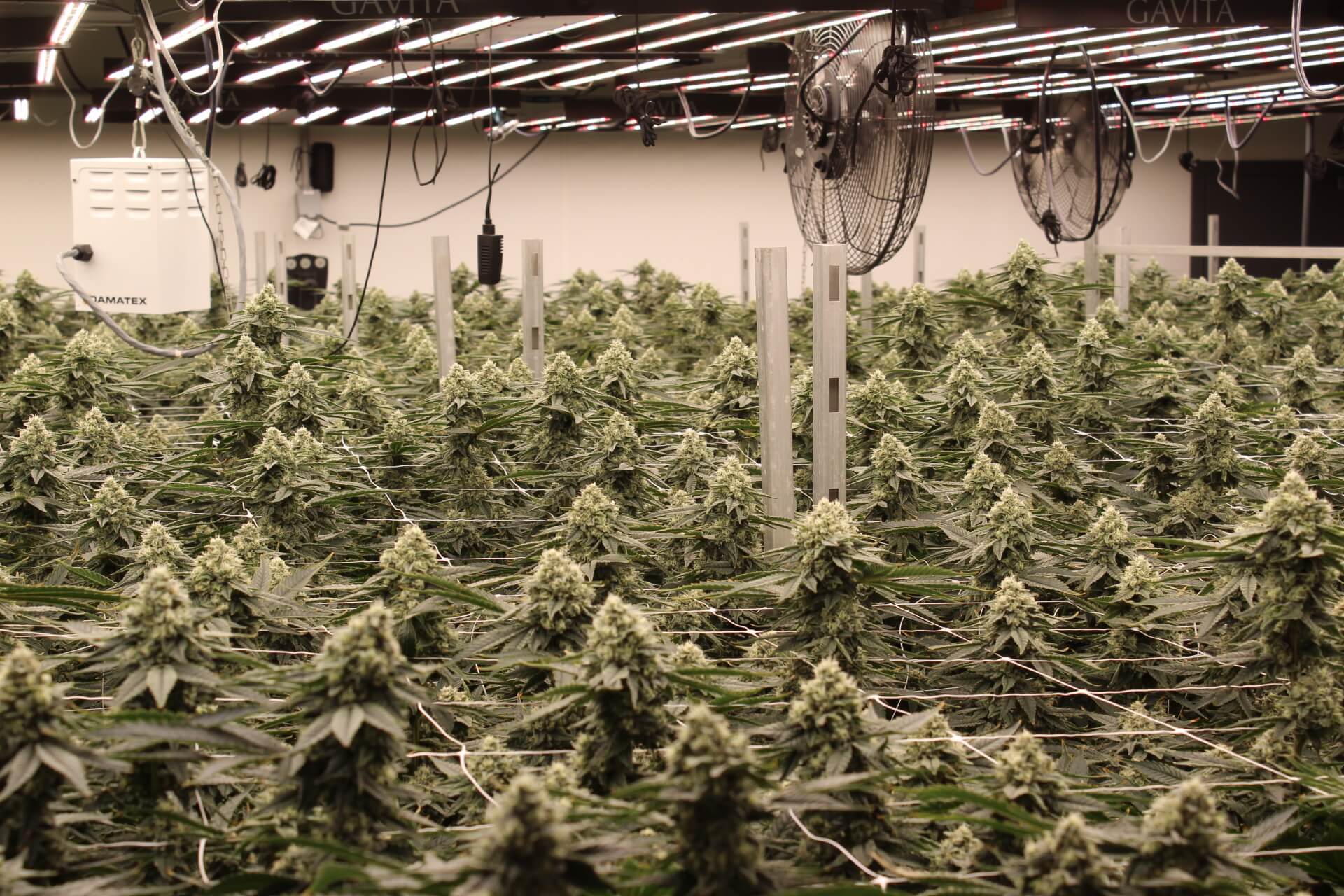 From Spreadsheets To Strategic Growth Kief Cannabis Case Study